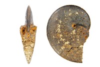Polypleuctus discoïdes